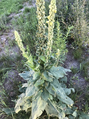 great mullein