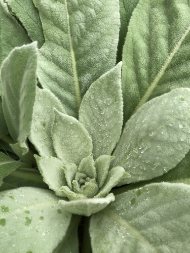 great mullein