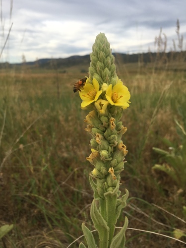 great mullein