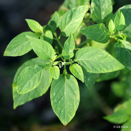 American black nightshade | Native Nature