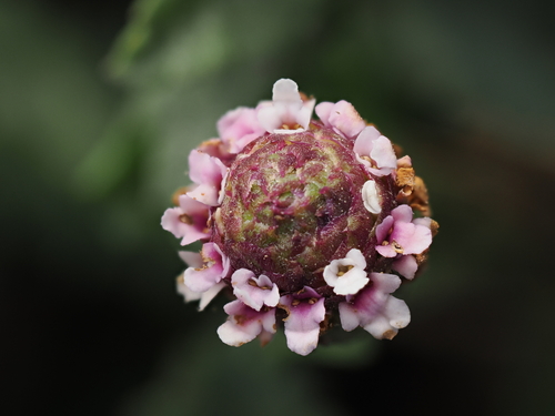 turkey tangle frogfruit