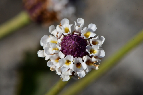 turkey tangle frogfruit