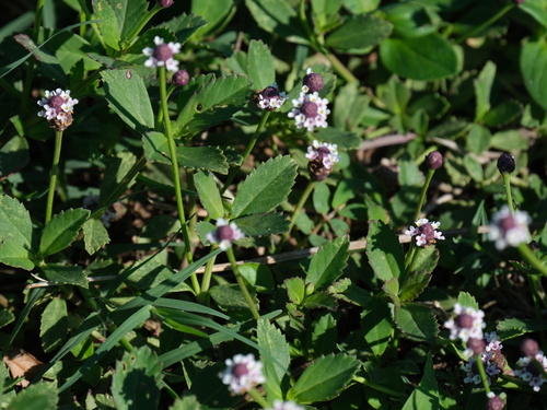 turkey tangle frogfruit