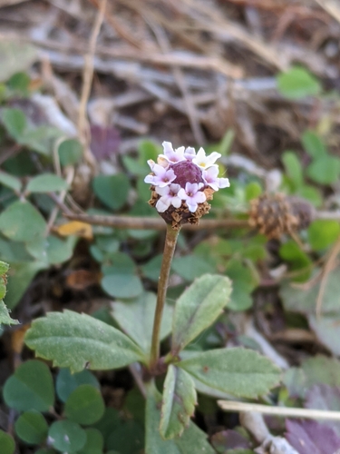 turkey tangle frogfruit