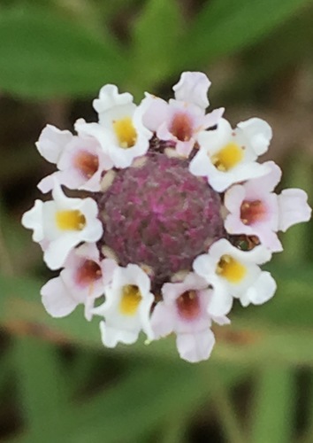 turkey tangle frogfruit