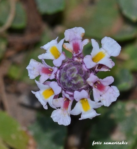 turkey tangle frogfruit