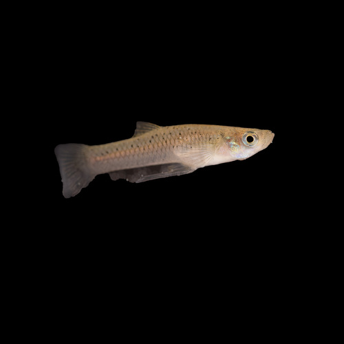 Western Mosquitofish