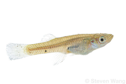 Western Mosquitofish