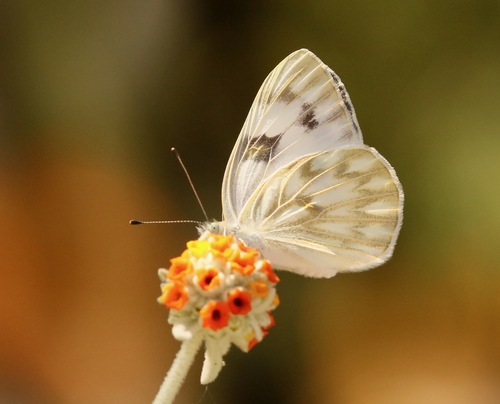 Checkered White