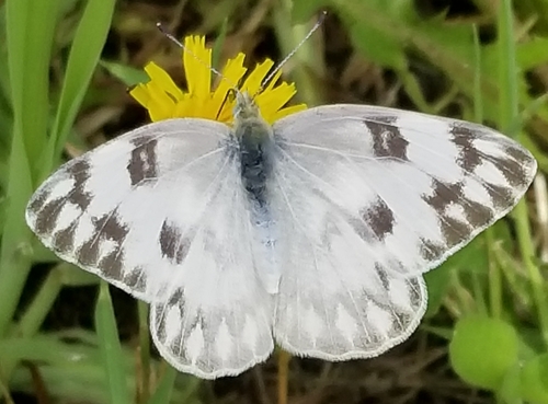 Checkered White