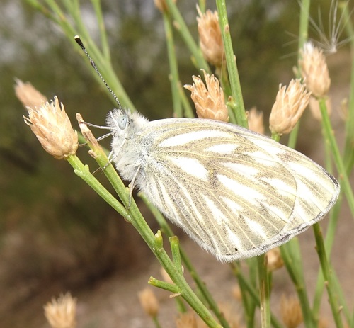 Checkered White