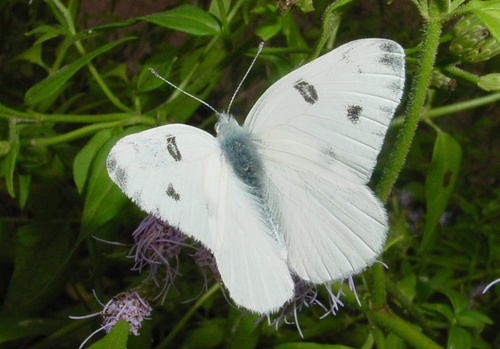 Checkered White