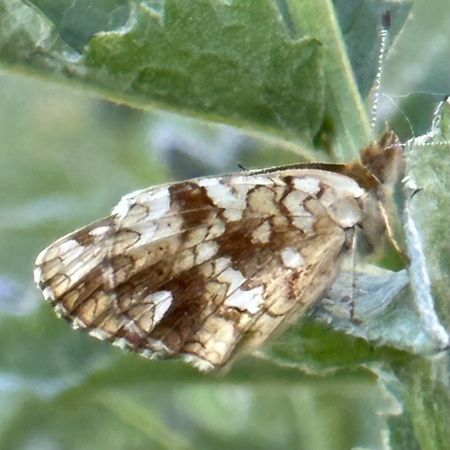 Mylitta Crescent