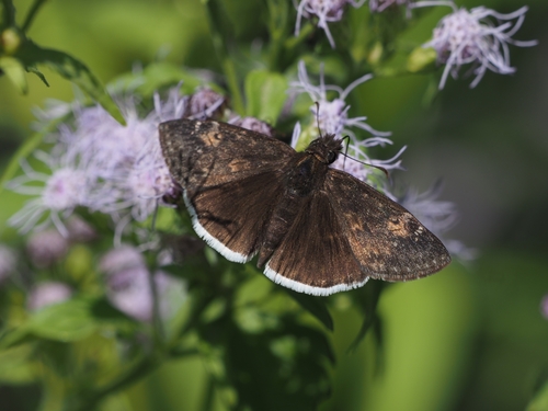 Funereal Duskywing