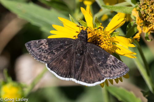 Funereal Duskywing