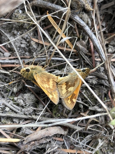 Woodland Skipper