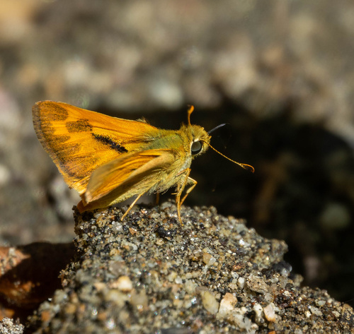 Woodland Skipper