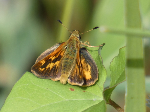 Woodland Skipper