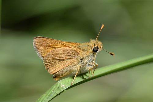 Woodland Skipper