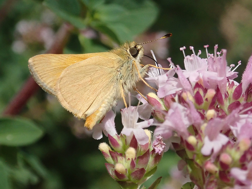 Woodland Skipper