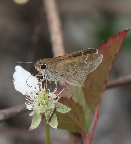 Eufala Skipper