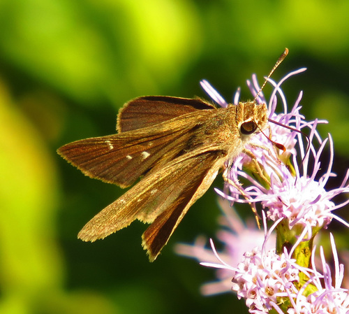 Eufala Skipper