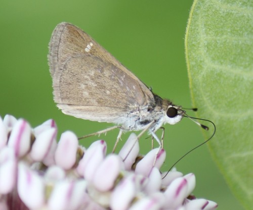 Eufala Skipper