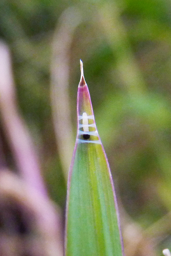 Eufala Skipper
