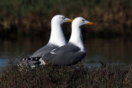 Yellow-legged Gull