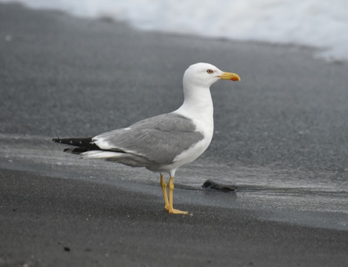 Yellow-legged Gull