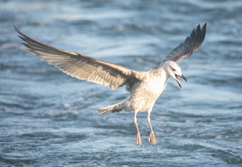 Yellow-legged Gull
