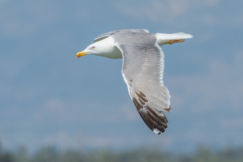Yellow-legged Gull