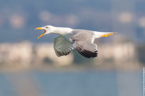 Yellow-legged Gull