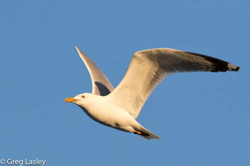 Yellow-legged Gull