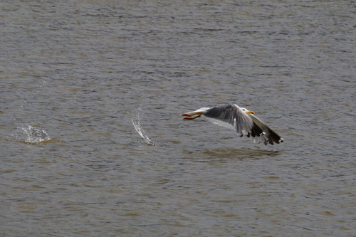 Yellow-legged Gull