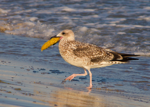 Yellow-legged Gull