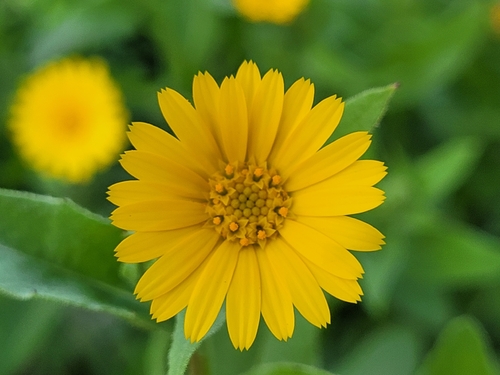 field marigold
