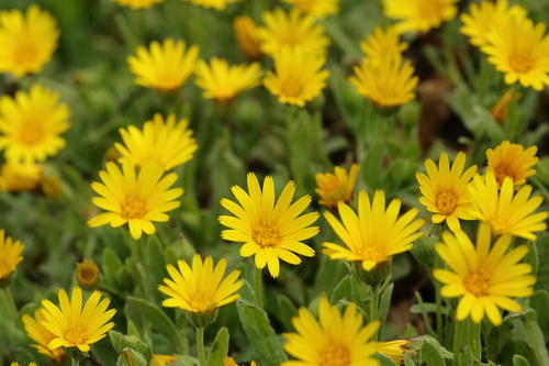field marigold