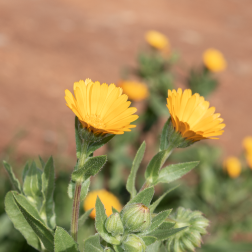 field marigold