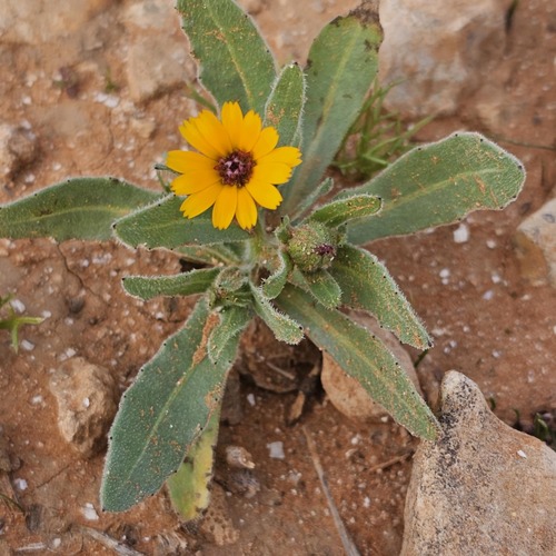 field marigold