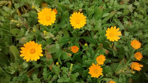 field marigold