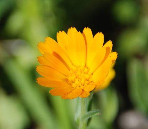 field marigold