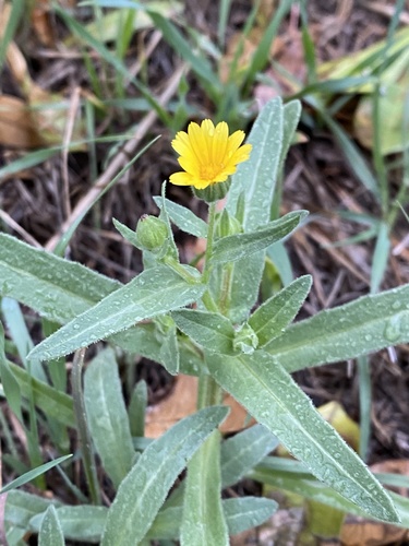 field marigold
