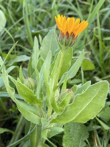 field marigold