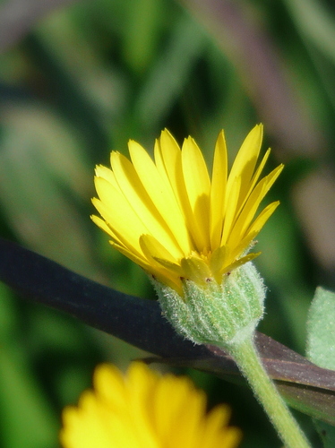 field marigold