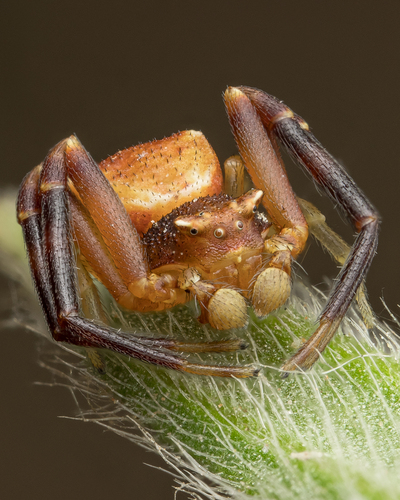 Heather crab spider
