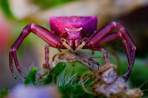 Heather crab spider