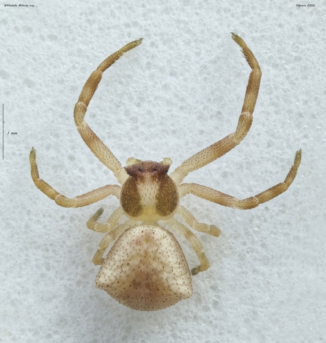 Heather crab spider