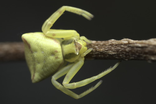 Heather crab spider