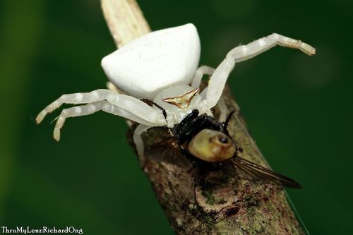 Flower Crab Spiders